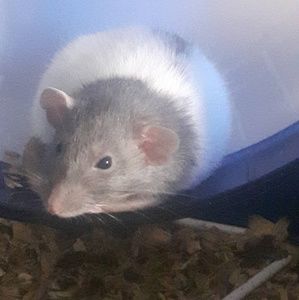 Meet your Posher, Melody